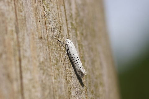 Orchard Ermine The color and pattern looks to me like a fur coat.

Dutch name: Meidoornstippelmot (Yponomeuta Padella)
Not sure about the exact specie. Because it is not on a real tree it is impossible to determine the specie without microscopic study. Geotagged,Orchard Ermine,The Netherlands,Yponomeuta padella