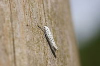 Orchard Ermine The color and pattern looks to me like a fur coat.<br />
<br />
Dutch name: Meidoornstippelmot (Yponomeuta Padella)<br />
Not sure about the exact specie. Because it is not on a real tree it is impossible to determine the specie without microscopic study. Geotagged,Orchard Ermine,The Netherlands,Yponomeuta padella