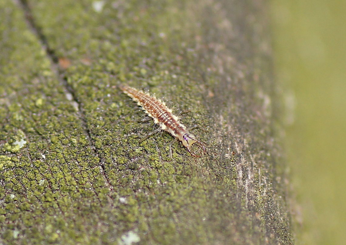 Larvae of a lacewing Larvae of a lacewing. Exact specie unknow.<br />
It looks large on the photo, but in reality it was pushing the limits of my macro lens. Chrysoperla carnea,Geotagged,The Netherlands