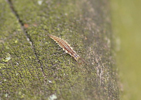 Larvae of a lacewing Larvae of a lacewing. Exact specie unknow.
It looks large on the photo, but in reality it was pushing the limits of my macro lens. Chrysoperla carnea,Geotagged,The Netherlands