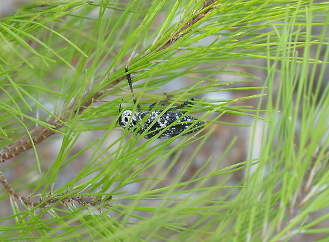 Mediterranean flatheaded rootborer This Mediterranean rootborer catched my eye when flying by because of it's sheer size of about 5cm.

It seems to be a pest. I found this on internet:
Damage of Capnodis tenebrionis
Both adult beetles and larvae damage plants. Adults feed on twigs and young branches mainly causing problems in tree nurseries and young plants. The greatest damage is caused by the larvae. Immediately after hatching they penetrate into the roots of the trees and feed on the cortex. They form long sinuous galleries full of sawdust. Young trees die as a result of this damage. A few larvae can also cause thedeath of an adult tree in 1 or 2 years.

Mediterranean flatheaded rootborer (Capnodis Tenebrionis) Capnodis tenebrionis,Mediterranean flatheaded rootborer,Turkey (country)