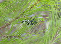 Mediterranean flatheaded rootborer This Mediterranean rootborer catched my eye when flying by because of it's sheer size of about 5cm.<br />
<br />
It seems to be a pest. I found this on internet:<br />
Damage of Capnodis tenebrionis<br />
Both adult beetles and larvae damage plants. Adults feed on twigs and young branches mainly causing problems in tree nurseries and young plants. The greatest damage is caused by the larvae. Immediately after hatching they penetrate into the roots of the trees and feed on the cortex. They form long sinuous galleries full of sawdust. Young trees die as a result of this damage. A few larvae can also cause thedeath of an adult tree in 1 or 2 years.<br />
<br />
Mediterranean flatheaded rootborer (Capnodis Tenebrionis) Capnodis tenebrionis,Mediterranean flatheaded rootborer,Turkey (country)