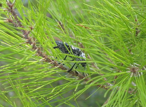Mediterranean flatheaded rootborer This Mediterranean rootborer catched my eye when flying by because of it's sheer size of about 5cm.

It seems to be a pest. I found this on internet:
Damage of Capnodis tenebrionis
Both adult beetles and larvae damage plants. Adults feed on twigs and young branches mainly causing problems in tree nurseries and young plants. The greatest damage is caused by the larvae. Immediately after hatching they penetrate into the roots of the trees and feed on the cortex. They form long sinuous galleries full of sawdust. Young trees die as a result of this damage. A few larvae can also cause thedeath of an adult tree in 1 or 2 years.

Mediterranean flatheaded rootborer (Capnodis Tenebrionis) Capnodis tenebrionis,Mediterranean flatheaded rootborer