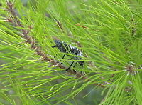 Mediterranean flatheaded rootborer This Mediterranean rootborer catched my eye when flying by because of it's sheer size of about 5cm.<br />
<br />
It seems to be a pest. I found this on internet:<br />
Damage of Capnodis tenebrionis<br />
Both adult beetles and larvae damage plants. Adults feed on twigs and young branches mainly causing problems in tree nurseries and young plants. The greatest damage is caused by the larvae. Immediately after hatching they penetrate into the roots of the trees and feed on the cortex. They form long sinuous galleries full of sawdust. Young trees die as a result of this damage. A few larvae can also cause thedeath of an adult tree in 1 or 2 years.<br />
<br />
Mediterranean flatheaded rootborer (Capnodis Tenebrionis) Capnodis tenebrionis,Mediterranean flatheaded rootborer