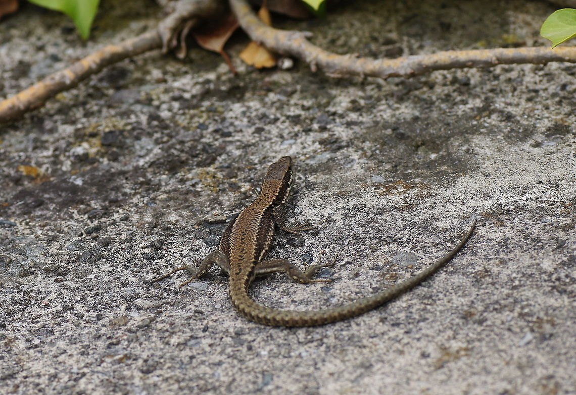 Wall Lizard I didn&#039;t expect to come across lizards in Austria where it isn&#039;t that warm in the summer. <br />
You can see the lizard is making it&#039;s belly wider to catch some extra sun rays.<br />
<br />
Dutch name: Muurhagedis (Podarcis Muralis) Austria,Common wall lizard,Geotagged,Podarcis muralis