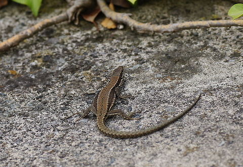 Wall Lizard I didn't expect to come across lizards in Austria where it isn't that warm in the summer. 
You can see the lizard is making it's belly wider to catch some extra sun rays.

Dutch name: Muurhagedis (Podarcis Muralis) Austria,Common wall lizard,Geotagged,Podarcis muralis