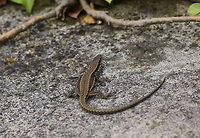 Wall Lizard I didn't expect to come across lizards in Austria where it isn't that warm in the summer. <br />
You can see the lizard is making it's belly wider to catch some extra sun rays.<br />
<br />
Dutch name: Muurhagedis (Podarcis Muralis) Austria,Common wall lizard,Geotagged,Podarcis muralis