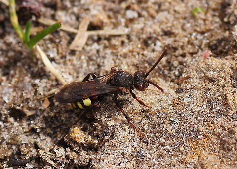 Common Bee Wasp It's called a bee wasp because it is a bee, but it has the shape of a wasp.

Dutch name: Gewone dubbeltand (Nomada Ruficornis)
No english wiki, more info here: http://gardensafari.nl/english/picpages/nomada_ruficornis.htm Geotagged,Nomada Ruficornis,The Netherlands
