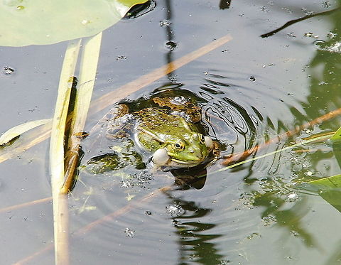 Green frog making noise I know the image quality is a bit less, but I want to show the expanding air bellows. Geotagged,Marsh Frog,Pelophylax ridibundus,The Netherlands