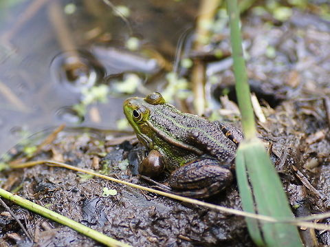 Green frog  Geotagged,Marsh Frog,Pelophylax ridibundus,The Netherlands