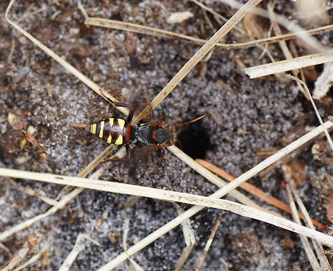 Common Bee Wasp on the lookout The hole the bee is looking in has just been dug by another, larger bee. The larger bee is actually still inside digging. I saw the small bee being interested in the larger bee and I was wondering what their relation was, normally insects ignore other species. At home I was able to identify the smaller bee and found that it's larvae are parasitic on the larvae of the larger bee.

Dutch name: Gewone dubbeltand (Nomada Ruficornis)
No english wiki, more info here: http://gardensafari.nl/english/picpages/nomada_ruficornis.htm Common Wasp Bee,Geotagged,Nomada Ruficornis,The Netherlands