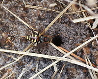 Common Bee Wasp on the lookout The hole the bee is looking in has just been dug by another, larger bee. The larger bee is actually still inside digging. I saw the small bee being interested in the larger bee and I was wondering what their relation was, normally insects ignore other species. At home I was able to identify the smaller bee and found that it's larvae are parasitic on the larvae of the larger bee.<br />
<br />
Dutch name: Gewone dubbeltand (Nomada Ruficornis)<br />
No english wiki, more info here: http://gardensafari.nl/english/picpages/nomada_ruficornis.htm Common Wasp Bee,Geotagged,Nomada Ruficornis,The Netherlands