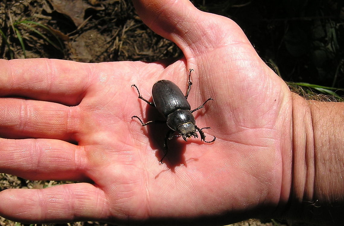 Stag beetle on hand  France,Geotagged,Lucanus cervus