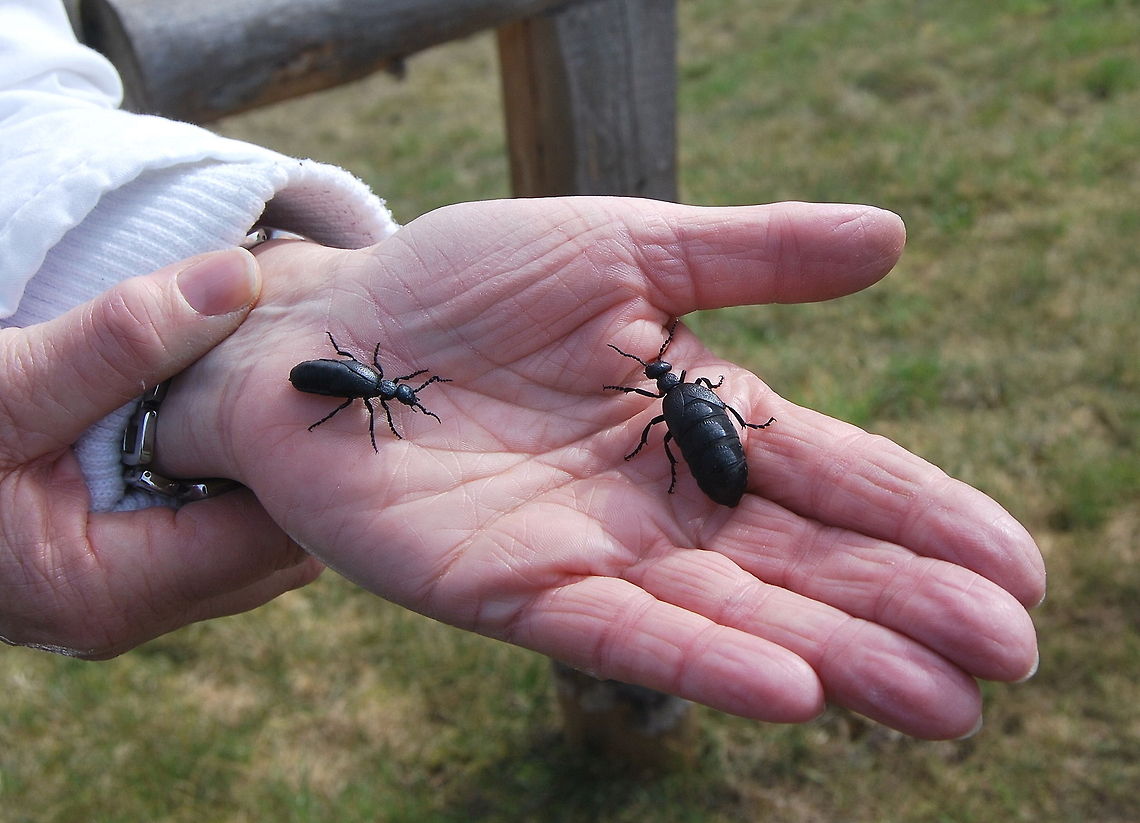 Oil beetle My mother holding two oil beetles in front of the camera. The females have a much larger body to hold lots of eggs. Maybe the left one is a male and the one on the right a female. <br />
<br />
Dutch name: Oliekever (Meloe Proscarabeus) Geotagged,Germany,Meloe proscarabaeus