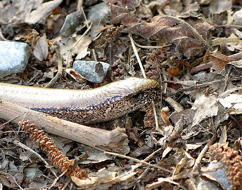 Slow worm head detail  Anguis fragilis,Geotagged,Germany