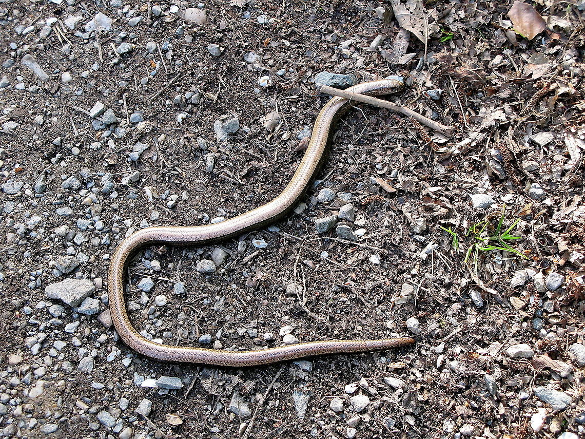 Slow worm  Anguis fragilis,Geotagged,Germany