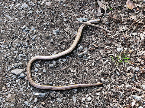 Slow worm  Anguis fragilis,Geotagged,Germany