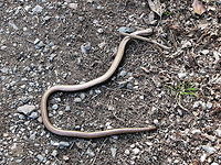 Slow worm  Anguis fragilis,Geotagged,Germany
