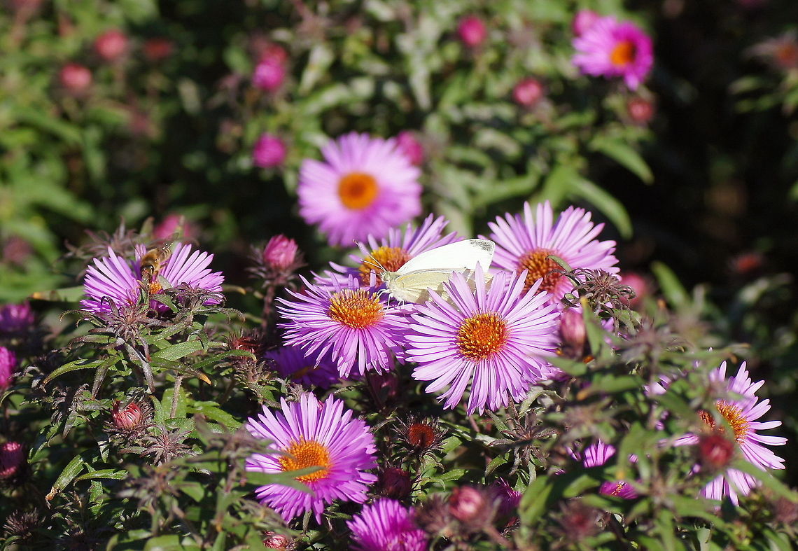 Small White on aster Dutch name: Koolwitje op Herfstaster (Symphyotrichum novi-belgii) Geotagged,Pieris rapae,Small White,Symphyotrichum novi-belgii,The Netherlands
