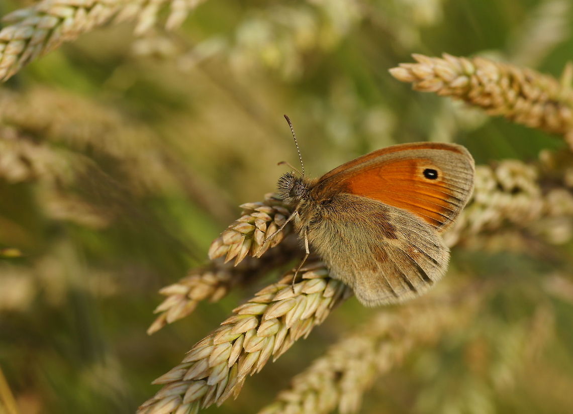 Small Heath Dutch name: Hooibeestje (Coenonympha Pamphilus) Coenonympha pamphilus,Geotagged,Small Heath,The Netherlands