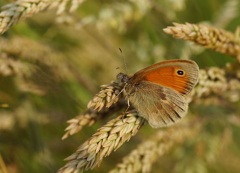 Small Heath Dutch name: Hooibeestje (Coenonympha Pamphilus) Coenonympha pamphilus,Geotagged,Small Heath,The Netherlands