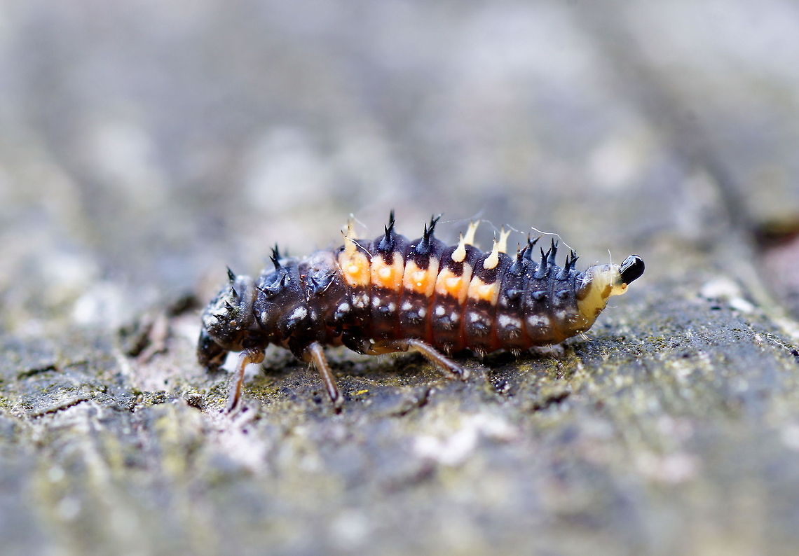 Asian ladybug larvae pooping  Geotagged,Harlequin ladybird,Harmonia axyridis,The Netherlands