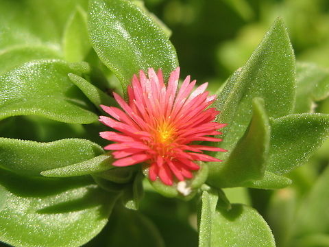Baby sun rose flower  Aptenia cordifolia,Baby sun rose