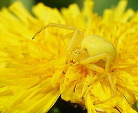 Yellow flower spider (closeup) This flower spider perfectly adjusted her colour to match the yellow of the dandelion she is hunting on.<br />
<br />
This is the same spider seen from the top:<br />
https://www.jungledragon.com/image/136112/yellow_flower_spider_top.html Geotagged,Goldenrod crab spider,Heempark Frater Simon Deltour,Misumena vatia,Netherlands,Spring