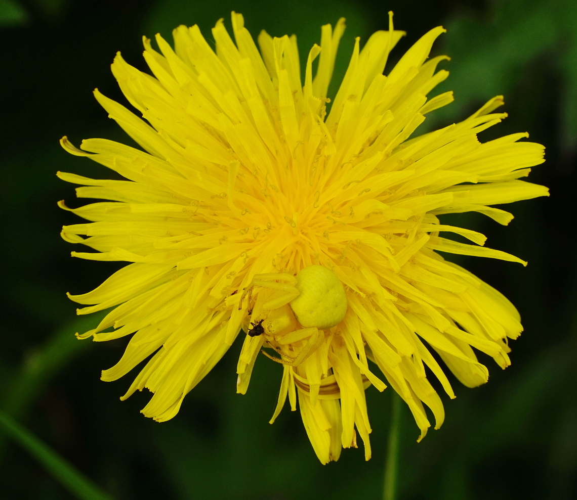 Yellow flower spider (top) This flower spider perfectly adjusted her colour to match the yellow of the dandelion she is hunting on.<br />
<br />
This is the same spider seen closeup:<br />
<figure class="photo"><a href="https://www.jungledragon.com/image/136111/yellow_flower_spider_closeup.html" title="Yellow flower spider (closeup)"><img src="https://s3.amazonaws.com/media.jungledragon.com/images/134/136111_thumb.JPG?AWSAccessKeyId=05GMT0V3GWVNE7GGM1R2&Expires=1759968010&Signature=5e6AdmoR5iy78TV6fTde0jsannU%3D" width="200" height="166" alt="Yellow flower spider (closeup) This flower spider perfectly adjusted her colour to match the yellow of the dandelion she is hunting on.<br />
<br />
This is the same spider seen from the top:<br />
https://www.jungledragon.com/image/136112/yellow_flower_spider_top.html Geotagged,Goldenrod crab spider,Heempark Frater Simon Deltour,Misumena vatia,Netherlands,Spring" /></a></figure> Geotagged,Goldenrod crab spider,Heempark Frater Simon Deltour,Misumena vatia,Netherlands,Spring