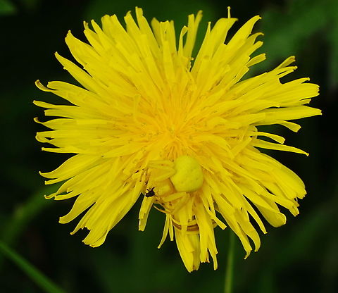 Yellow flower spider (top) This flower spider perfectly adjusted her colour to match the yellow of the dandelion she is hunting on.

This is the same spider seen closeup:
https://www.jungledragon.com/image/136111/yellow_flower_spider_closeup.html Geotagged,Goldenrod crab spider,Heempark Frater Simon Deltour,Misumena vatia,Netherlands,Spring