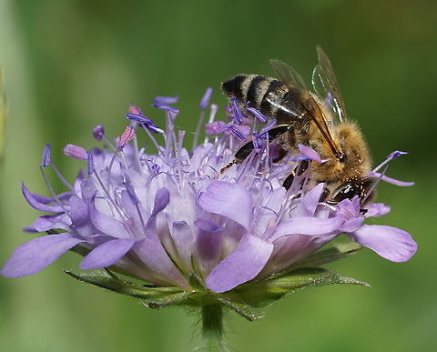 Honey bee on Field Scabious Honey bee on Field Scabious (Knautia Arvensis) Apis mellifera,Field Scabious,Geotagged,Heempark Frater Simon Deltour,Knautia arvensis,Netherlands,Spring,Western honey bee