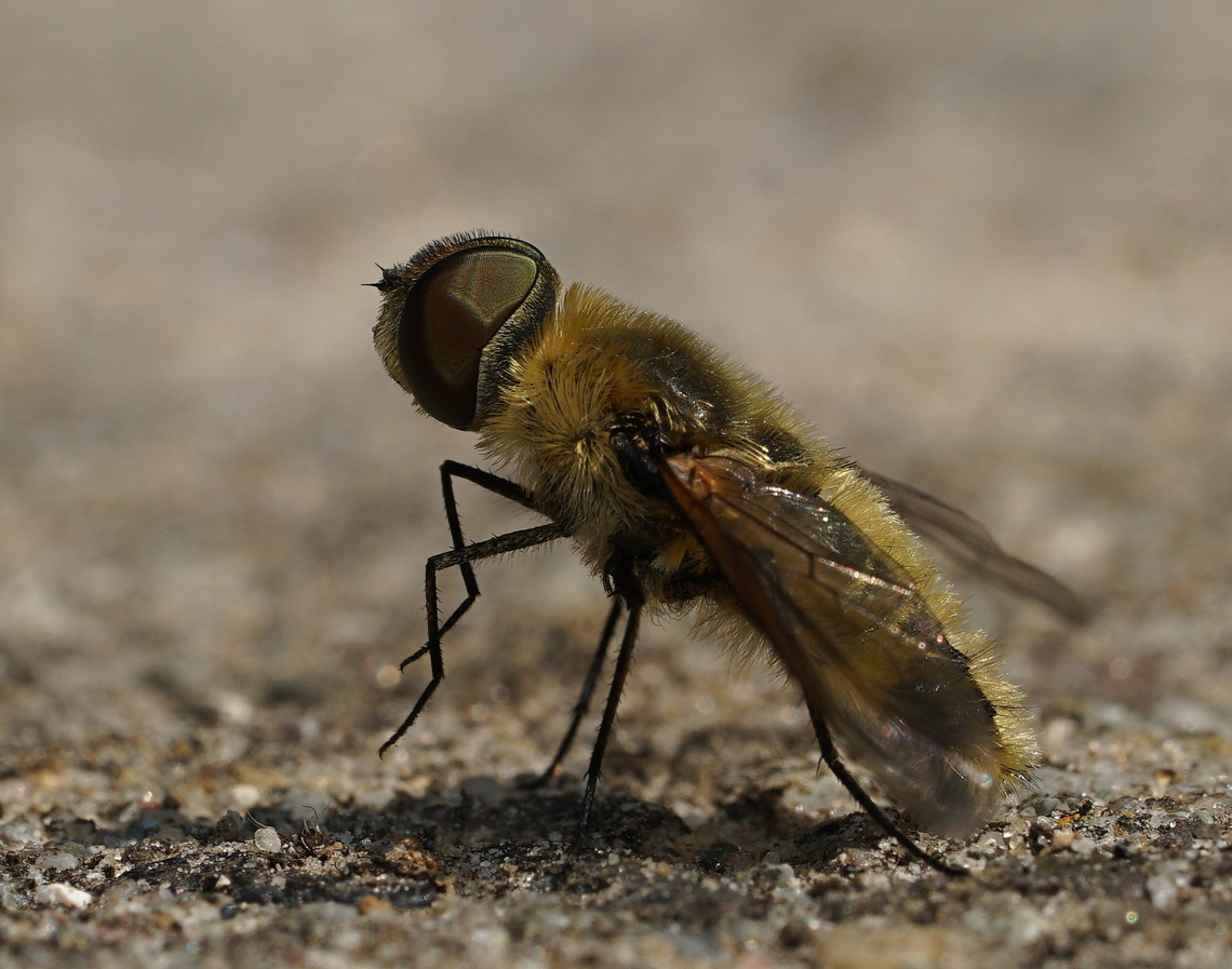 Hottentottenvilla ready for take-off Hottentottenvilla ready for take-off Geotagged,Heempark Frater Simon Deltour,Netherlands,Spring,Villa hottentotta,villa hottentotta