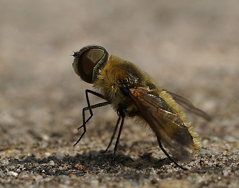 Hottentottenvilla ready for take-off Hottentottenvilla ready for take-off Geotagged,Heempark Frater Simon Deltour,Netherlands,Spring,Villa hottentotta,villa hottentotta