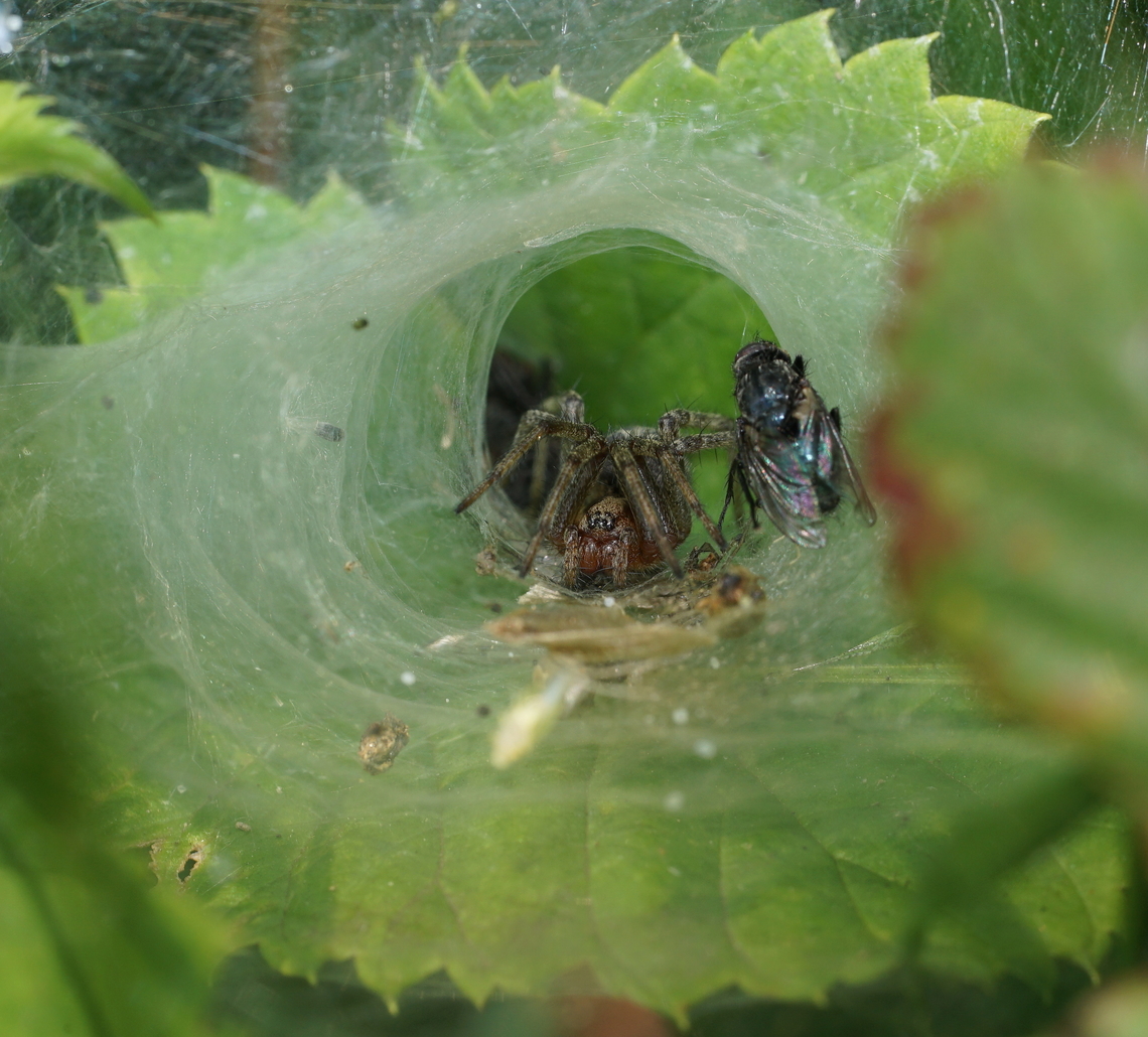 Funnel spider in her funnel She didn&#039;t seem to do anything with the fly. Agelena labyrithica,Funnel spider,Geotagged,Heempark Frater Simon Deltour,Netherlands,Spring