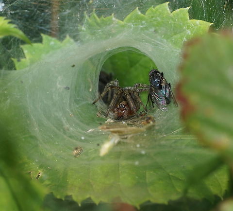 Funnel spider in her funnel She didn't seem to do anything with the fly. Agelena labyrithica,Funnel spider,Geotagged,Heempark Frater Simon Deltour,Netherlands,Spring