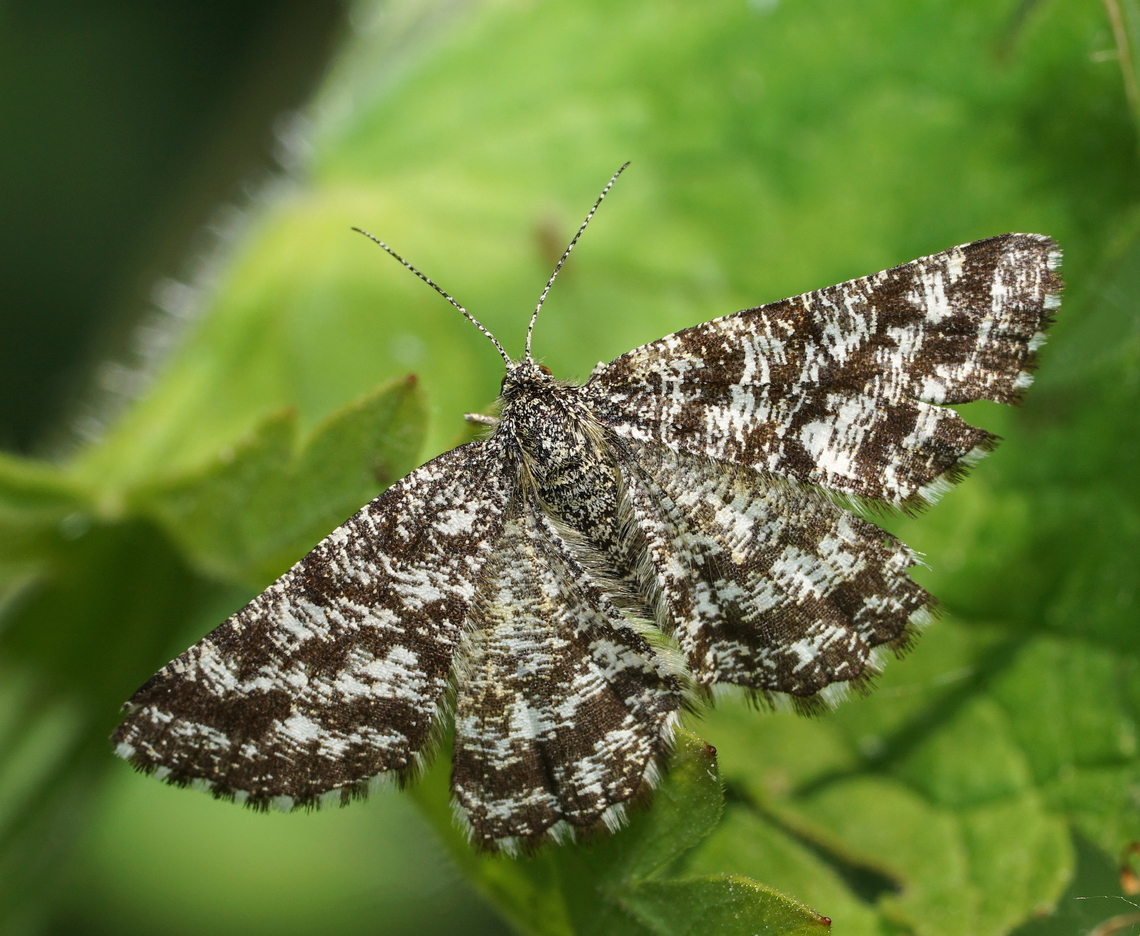 Common Heath moth Common Heath moth Common Heath,Ematurga atomaria,Geotagged,Heempark Frater Simon Deltour,Netherlands,Spring