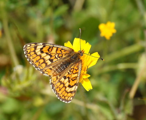 Proven&ccedil;al Fritillary top view Dutch name: Provincaalse parelmoervlinder (Melitaea Deione)  Geotagged,Melitaea deione,Proven&ccedil;al Fritillary,Spain