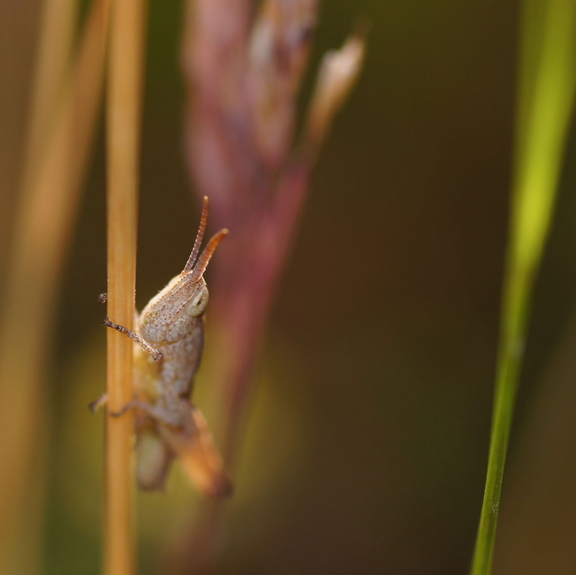 Meadow grasshopper  Chorthippus parallelus,Geotagged,Meadow grasshopper,The Netherlands
