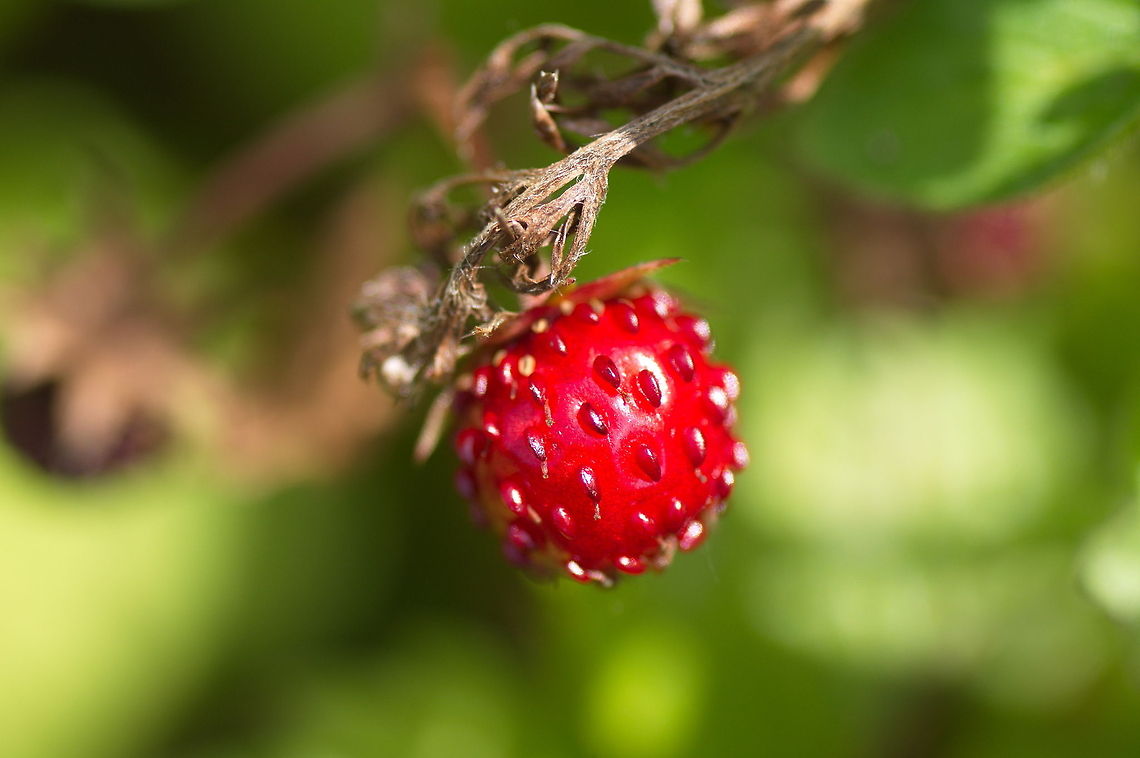 Mock Strawberry Dutch name: Sieraardbei (Potentilla Indica) Duchesnea indica,Geotagged,Mock Strawberry,Mock strawberry,Potentilla indica,The Netherlands