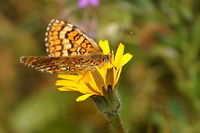 Provençal Fritillary side view Dutch name: Veldparelmoervlinder (Melitaea cinxia)  Geotagged,Melitaea deione,Provençal Fritillary,Spain