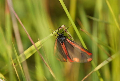 Cinnabar moth Dutch name: Sint-jacobsvlinder (Tyria Jacobaeae) Cinnabar moth,Geotagged,The Netherlands,Tyria jacobaeae
