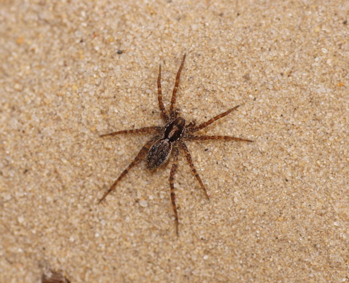 Blacktail wolfspider in the sand Dutch name: Zwartstaartboswolfspin (Pardosa Lugubris) Blacktail Wolf Spider,Geotagged,Pardosa lugubris,The Netherlands