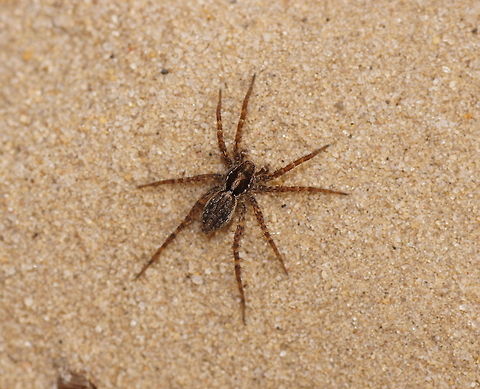 Blacktail wolfspider in the sand Dutch name: Zwartstaartboswolfspin (Pardosa Lugubris) Blacktail Wolf Spider,Geotagged,Pardosa lugubris,The Netherlands