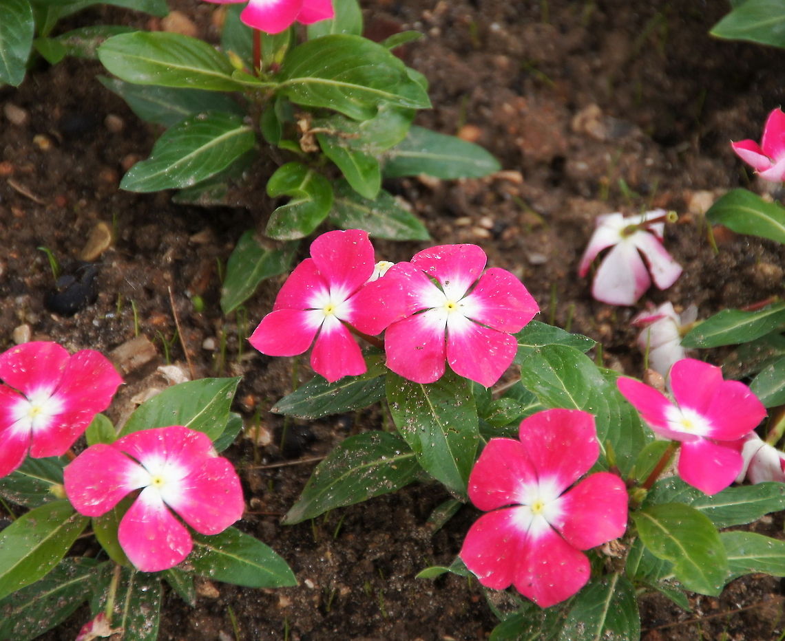 Madagascar periwinkle Dutch name: Roze maagdenpalm (Catharanthus Roseus) Catharanthus roseus,Geotagged,Madagascar periwinkle,Turkey