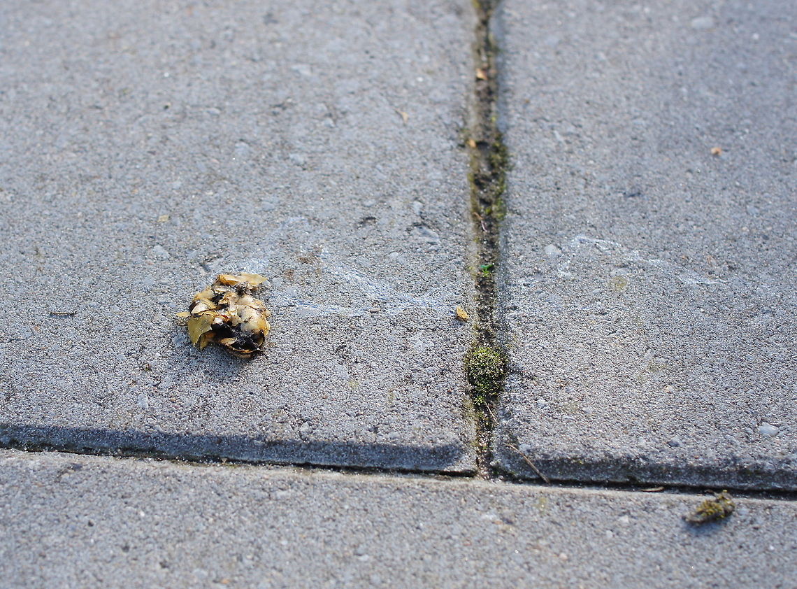 Sidewalk drama Some human made his daily walk-with-the dog a life-changing event for this poor snail... Geotagged,Snail,The Netherlands