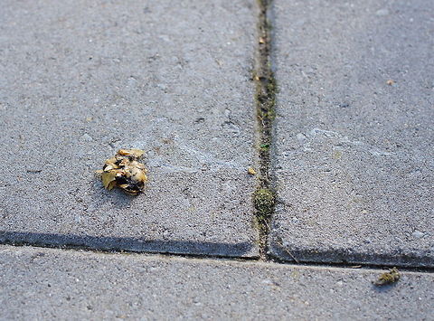 Sidewalk drama Some human made his daily walk-with-the dog a life-changing event for this poor snail... Geotagged,Snail,The Netherlands