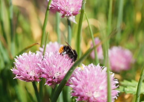 Red-tailed bumblebee Dutch name: Steenhommel (Bombus Lapidarius) Bombus lapidarius,Geotagged,The Netherlands