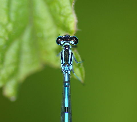 Azure Damselfly Dutch name: Azuurjuffer (coenagrion puella) Azure Damselfly,Coenagrion puella,Geotagged,The Netherlands