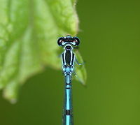 Azure Damselfly Dutch name: Azuurjuffer (coenagrion puella) Azure Damselfly,Coenagrion puella,Geotagged,The Netherlands