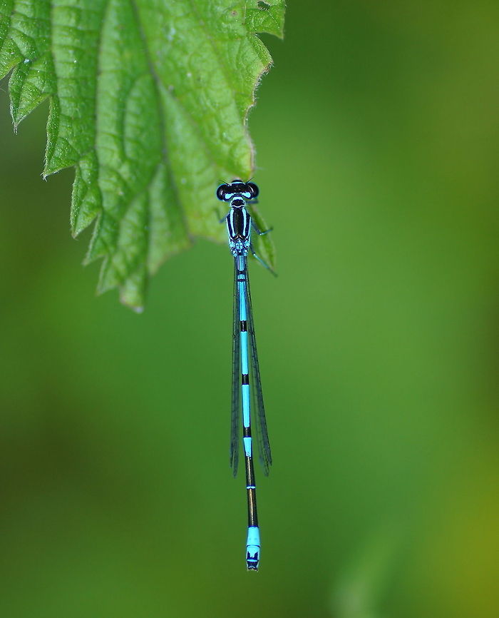 Azure Damselfly Dutch name: Azuurjuffer (coenagrion puella) Azure Damselfly,Coenagrion puella,Geotagged,The Netherlands